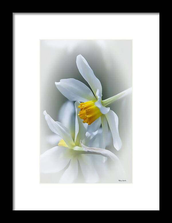 Narcissus Framed Print featuring the photograph Narcissus by Rebecca Samler