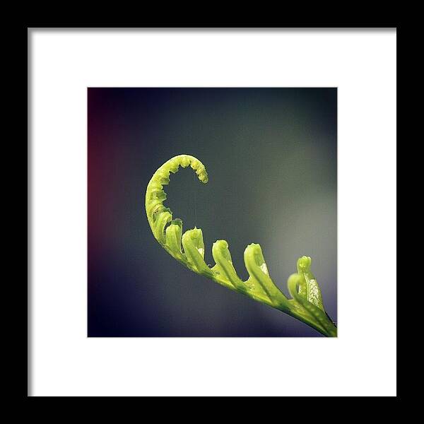 Plant Framed Print featuring the photograph #nature by Yoyo Ijonk