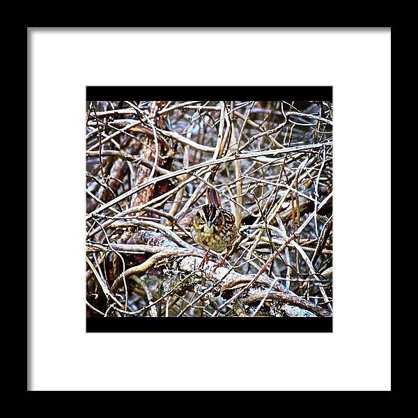 Igersarkansas Framed Print featuring the photograph Nature's Lesson On Hiding In Plain by Roger Snook