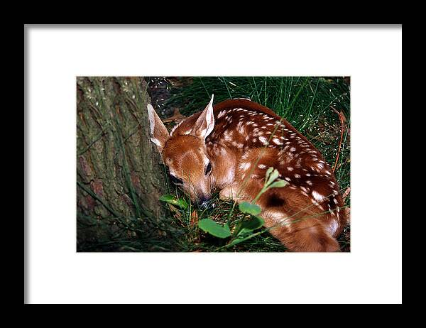 Deer Framed Print featuring the photograph Nature's Precious Creation by Skip Willits