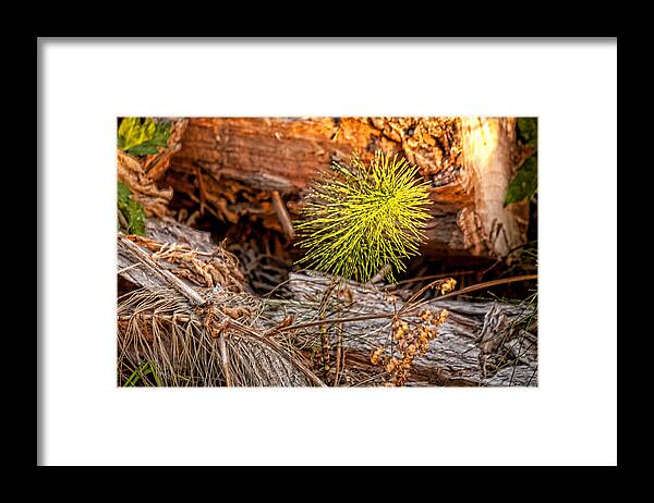 Woods Framed Print featuring the photograph Nature's Treasures by Bonnie Bruno