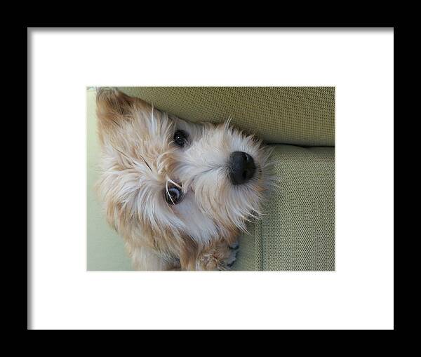 Wheaten Terrier Framed Print featuring the photograph Naughty Wheaten by Vijay Sharon Govender