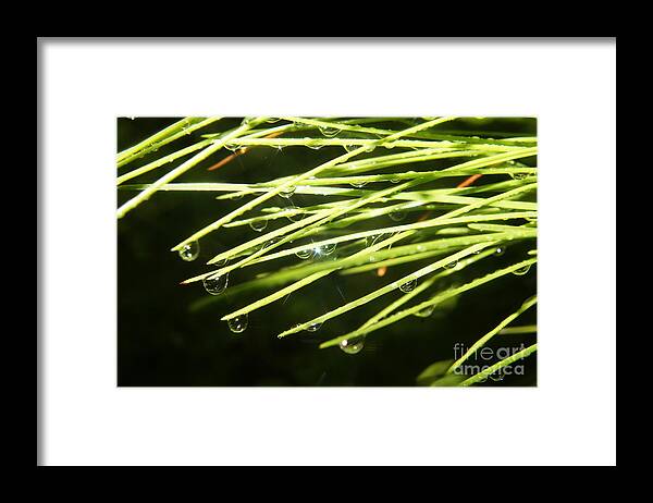 Pine Needles Framed Print featuring the photograph Needle Gems by Lynda Dawson-Youngclaus