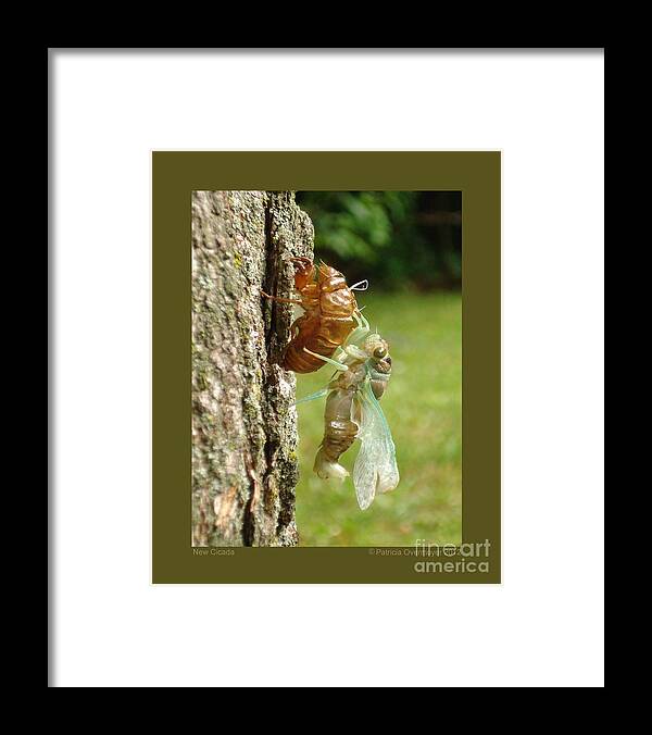 Nature Framed Print featuring the photograph New Cicada by Patricia Overmoyer
