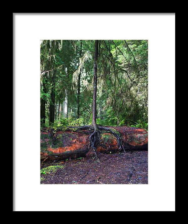 Redwood Framed Print featuring the photograph New Growth by Anthony Jones
