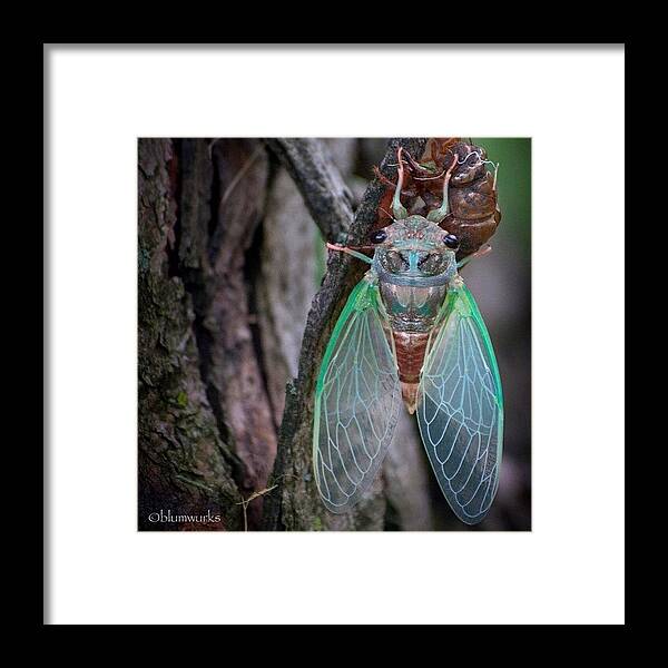 Likeforlike Framed Print featuring the photograph New Skin by Matthew Blum