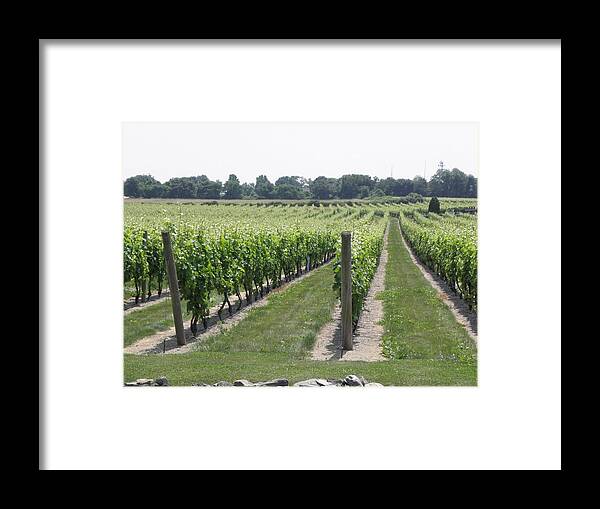 Vineyards Framed Print featuring the photograph Newport Vineyards by Kim Galluzzo Wozniak