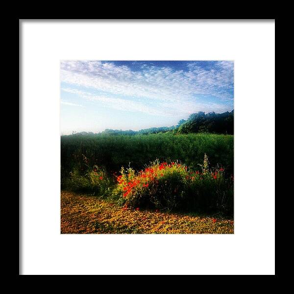 Blue Framed Print featuring the photograph Nice Start #poppies #yorkshire by Pete Carr