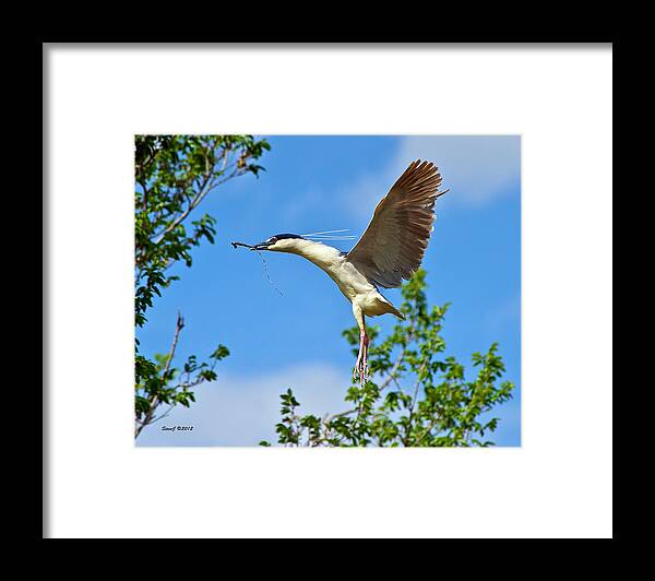 Night Heron Framed Print featuring the photograph Night Heron Building Nest by Stephen Johnson