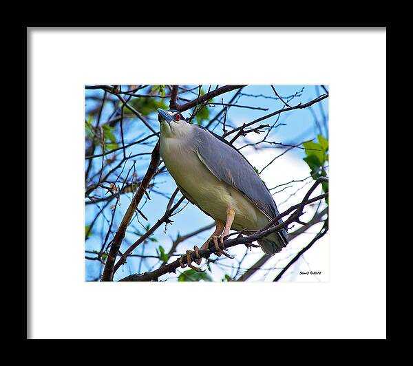 Black Crowned Night Heron Framed Print featuring the photograph Night Heron on a Tree by Stephen Johnson