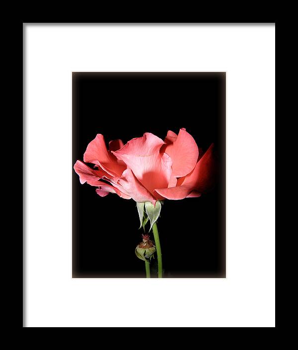 Flower Framed Print featuring the photograph Nightly Rose Flow by Kim Galluzzo