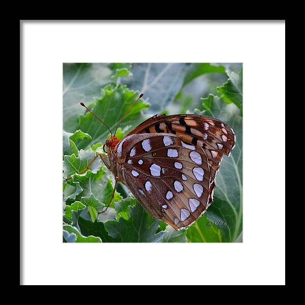 Butterfly Framed Print featuring the photograph #nikon #nofilter #most_deserving by Vickie ODell