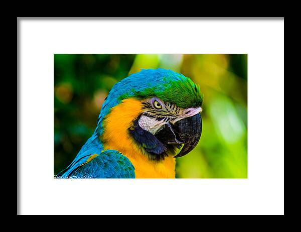 Parrots Framed Print featuring the photograph No more crakers by Shannon Harrington