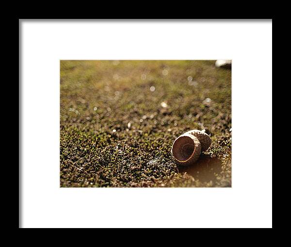 Nut Framed Print featuring the photograph No Nuts by Ellen Lewis