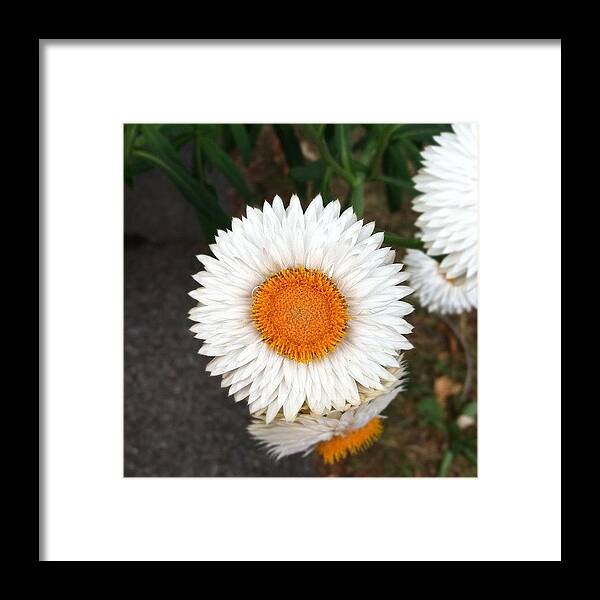 Happy Framed Print featuring the photograph #nofilter #flower #bright #beauty by Jenna Luehrsen