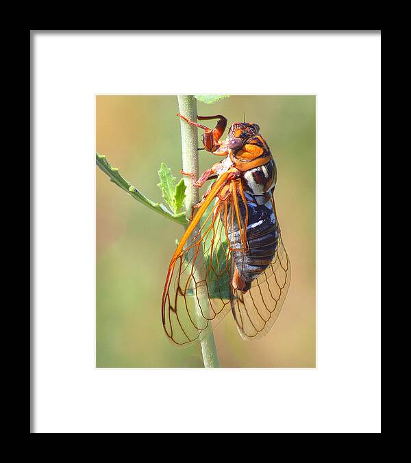 Cicada Framed Print featuring the photograph Noisy Cicada by Shane Bechler