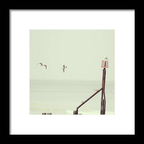 Flying Framed Print featuring the photograph #norfolk #seagulls... #latergram #birds by Linandara Linandara