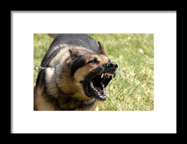 History Framed Print featuring the photograph Norman A Military Working Dog Waits by Everett