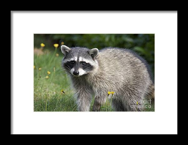 Photography Framed Print featuring the photograph North American Raccoon by Sean Griffin