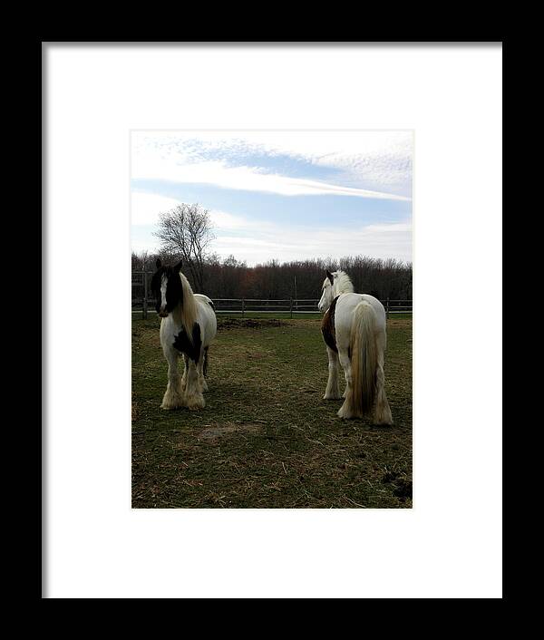 Gypsy Vanner Horses Framed Print featuring the photograph North And South Bound by Kim Galluzzo