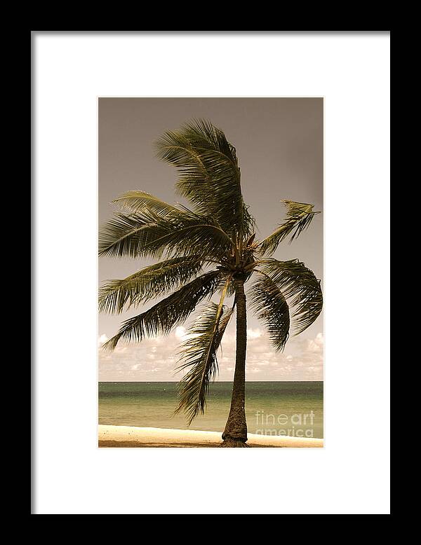 Palm Tree Framed Print featuring the photograph North Shore by Mark Gilman