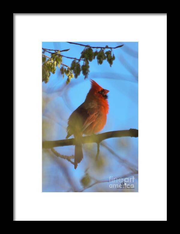 Bird Framed Print featuring the photograph Northern Cardinal by Ronald Grogan