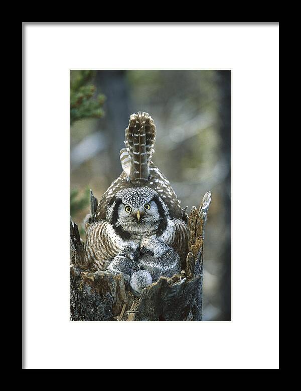 Mp Framed Print featuring the photograph Northern Hawk Owl Surnia Ulula At Nest by Michael Quinton