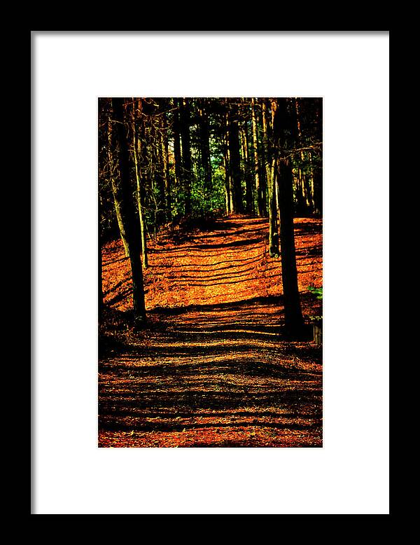 Hovind Framed Print featuring the photograph Northern Michigan Forest 3 by Scott Hovind
