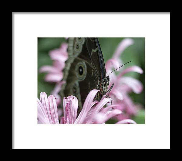 Butterfly Framed Print featuring the photograph Northern Pearly-Eye on Pink by Bill and Linda Tiepelman