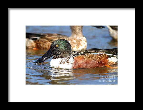 Bird Framed Print featuring the photograph Northern Shoveler Duck . 7D8664 by Wingsdomain Art and Photography