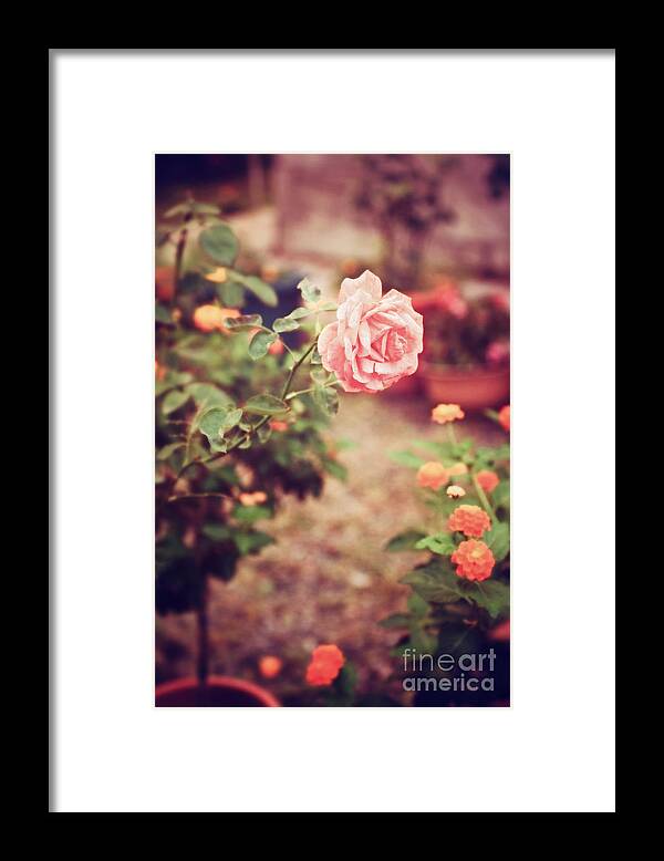 Flora Framed Print featuring the photograph Nostalgic pink rose by Silvia Ganora