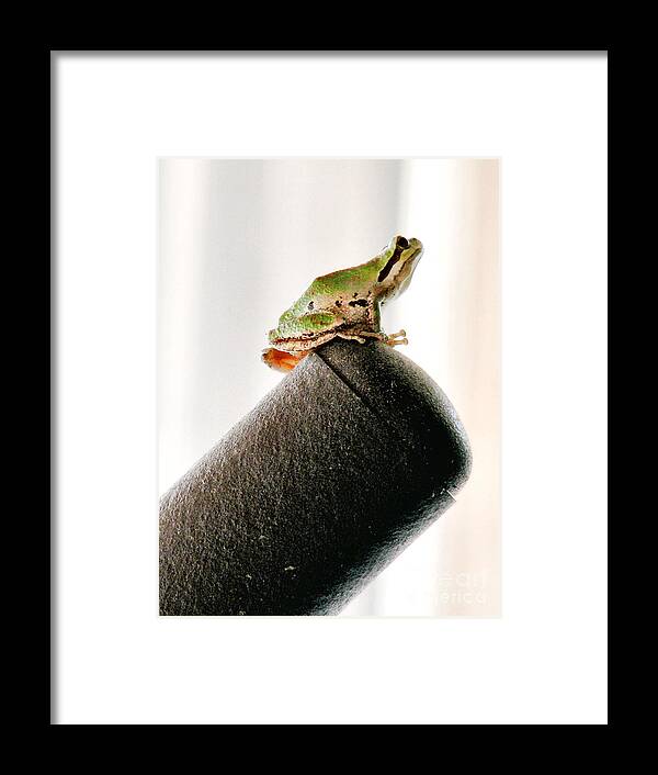 Frog Framed Print featuring the photograph Now What? by Rory Siegel
