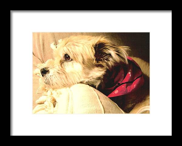 Red Framed Print featuring the photograph Now where did I put that Bone by Vickie G Buccini