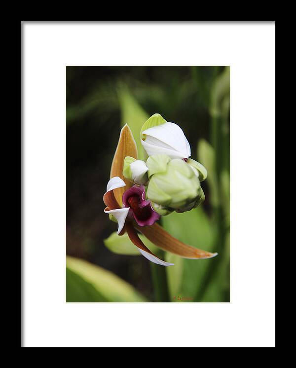 Floral Framed Print featuring the photograph Nun's Cap Orchid - 4 by Kerri Ligatich
