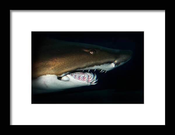 Nurse Shark Framed Print featuring the photograph Nurse Shark by Anthony Jones