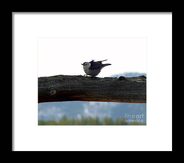 Nuthatch Framed Print featuring the photograph Nuthatch by Dorrene BrownButterfield