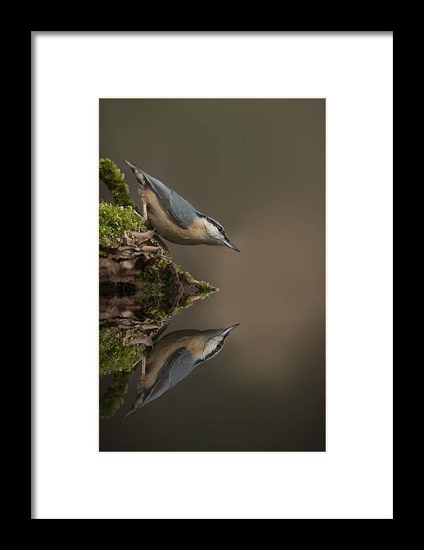 Reflection Framed Print featuring the photograph Nuthatch Reflection by Andy Astbury