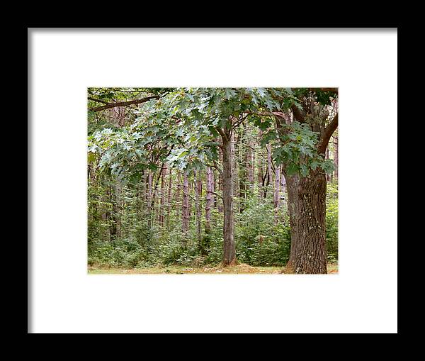 Trees Framed Print featuring the photograph Oak Grove by Azthet Photography