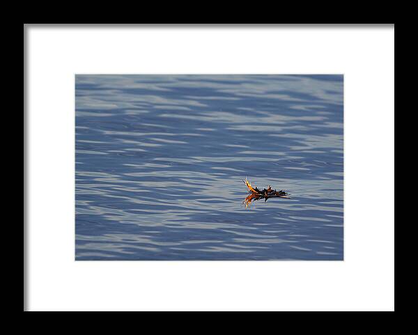 Water Framed Print featuring the photograph Oak Leaf Floating by Daniel Reed