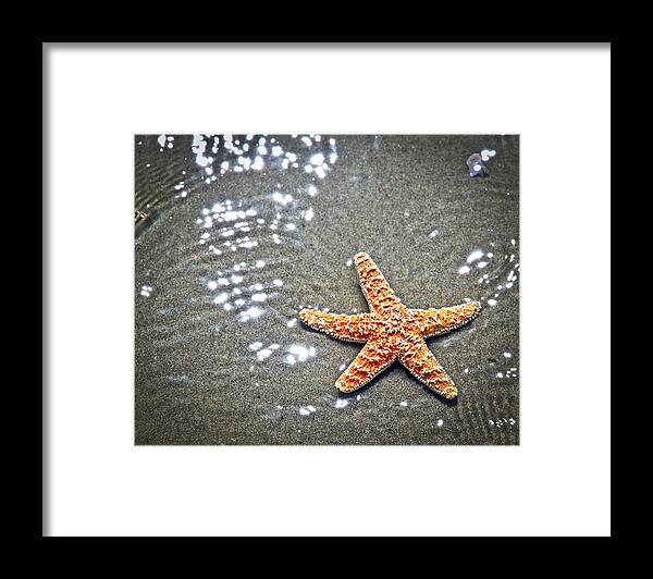 Star Fish Framed Print featuring the photograph Ocean Star by Steve McKinzie