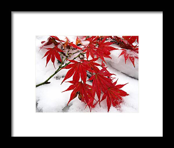 Snow Framed Print featuring the photograph October Snow by Addie Hocynec