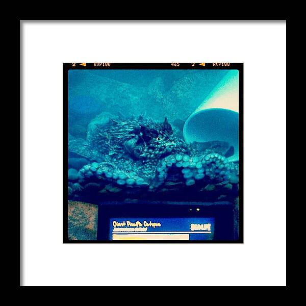 Andrography Framed Print featuring the photograph #octopus #aquarium #instadroid by Kel Hill