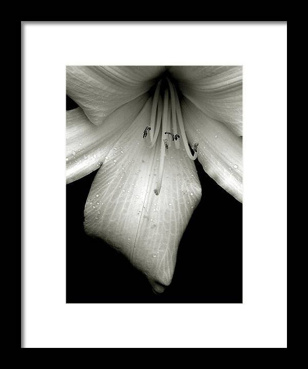 Lilly Framed Print featuring the photograph Ode to Georgia,Black and white Lily by Marysue Ryan