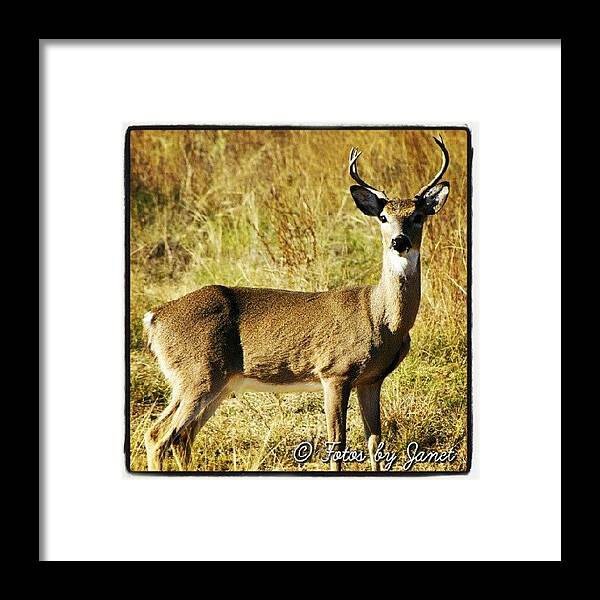 Beautiful Framed Print featuring the photograph Oh Deer!!! #deer #animal #animals #life by Janet Ortiz