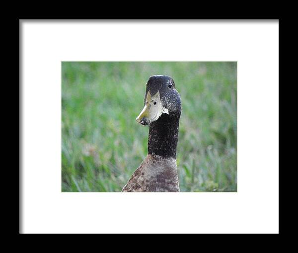 Duck Framed Print featuring the photograph Oh no by Kim Galluzzo