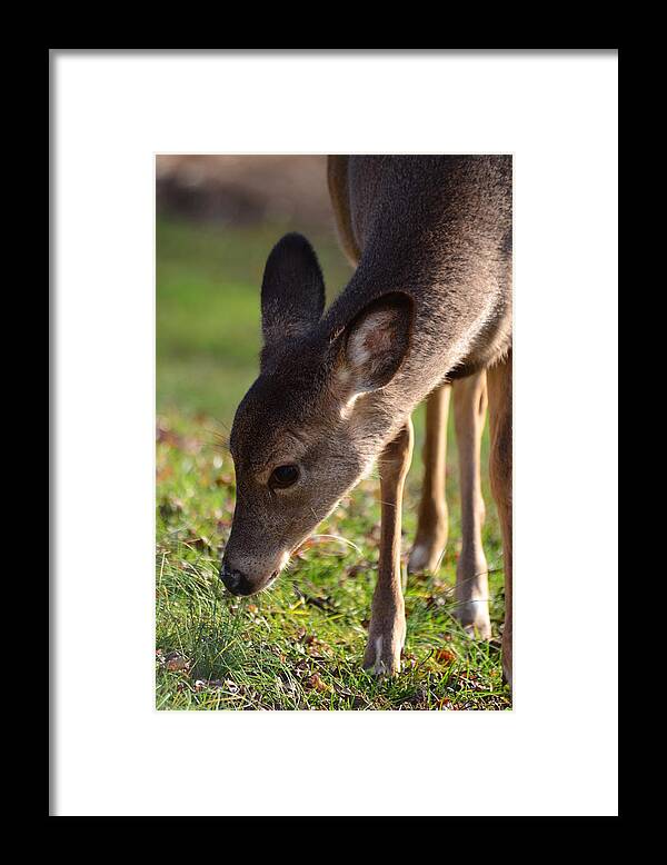 Fawn Framed Print featuring the photograph Oh So Sweet by Lori Tambakis