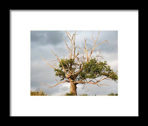 Oak Framed Print featuring the photograph Old Oak Tree by Azthet Photography