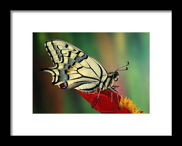 Nis Framed Print featuring the photograph Oldworld Swallowtail Butterfly by Jef Meul