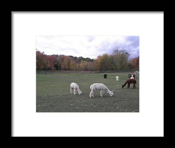 Alpaca Framed Print featuring the photograph On The Alpaca Farm by Kim Galluzzo