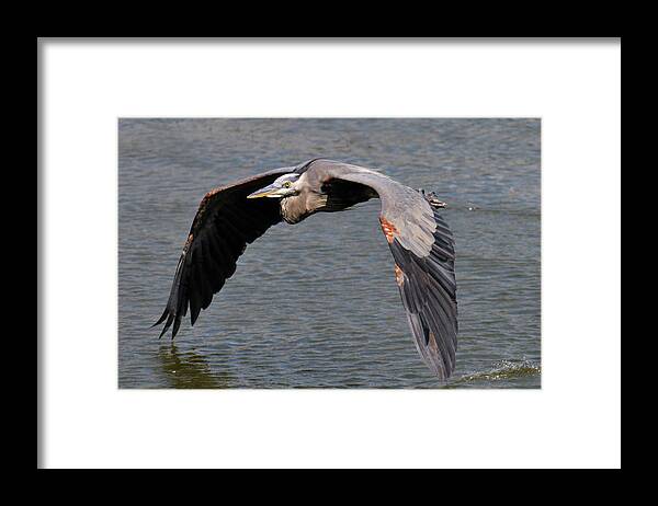 Great Blue Heron Framed Print featuring the photograph On The Deck by Craig Leaper